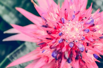 close up of a flower