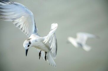 seagull in flight