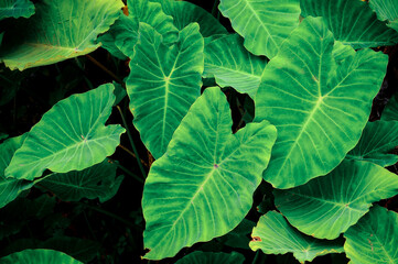 green leaves background