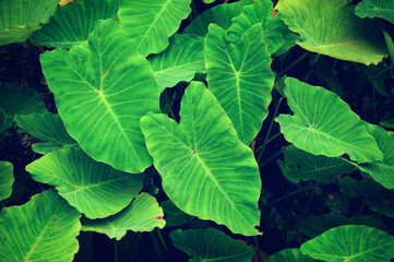 green leaves background