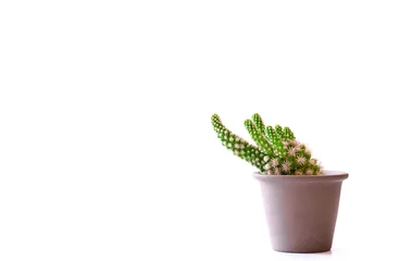 Abwaschbare Fototapete cactus in a pot © Siri.P