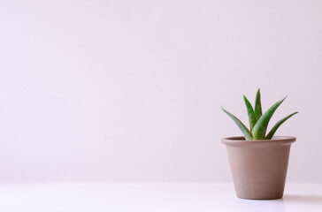 Fototapeta premium flower in a pot