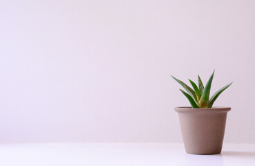 Fototapeta premium flower in flowerpot