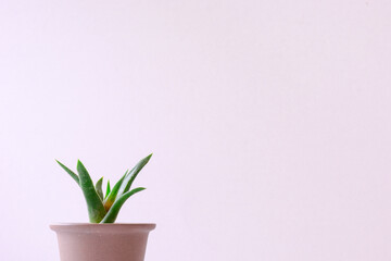 pink hyacinth flower in pot