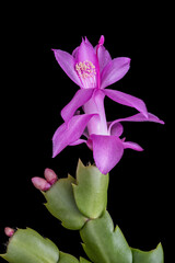 A single pink schlumbergera cactus flower isolated against a black background