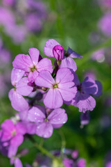 Obraz premium Closeup of purple dame's rocket blossoms ( Hesperis matronalis)..