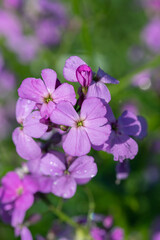 Closeup of purple dame's rocket blossoms ( Hesperis matronalis)..