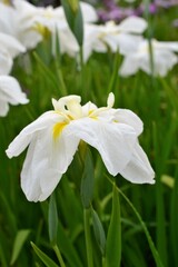 ハナショウブ（花菖蒲）白色