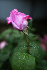 Drops of water on a pale pink rose and on leaves. Blurred background. Macro. Garden, garden floriculture