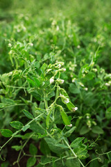 Peas green beds. Vegetable garden, agriculture, rural, business