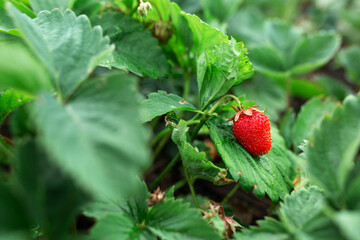 Red strawberries on green leaves. Blurred background. macro. Garden, garden floriculture, agriculture