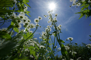 陽光の下から見上げるハルジオンの花