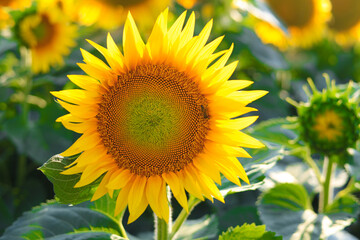 Close-up. Yellow sunflower in the sunset light. Yellow big flower.