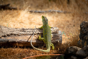 Lizard of the Serrania Cadiz basking in the sun