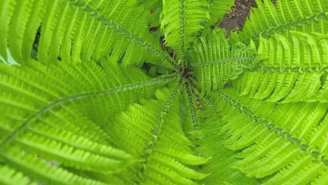 Fern Spiral of Matteuccia is a genus of ferns with one species: Matteuccia struthiopteris common names ostrich fern, fiddlehead fern, or shuttlecock fern.
