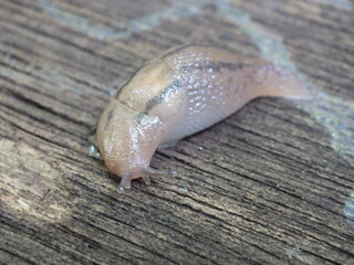 日本に生息しているチャコウラナメクジ
