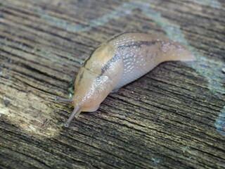 日本に生息しているチャコウラナメクジ
