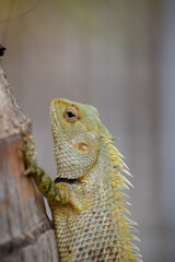 The oriental garden lizard, eastern garden lizard, bloodsucker or changeable lizard (Calotes versicolor) is an agamid lizard 