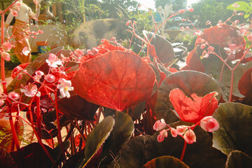 Begonia bush with blooming flowers illuminated by the morning light