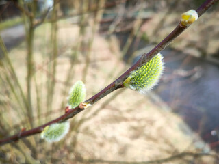 Blooming willow tree buds. The first signs of spring.