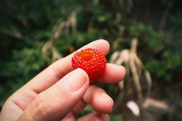 Foraging for Rubus illecebrosus, commonly known as balloon berry or strawberry raspberry that is growing in the wild