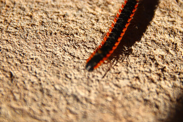  Nannaria or commonly known as twisted-claw millipede 