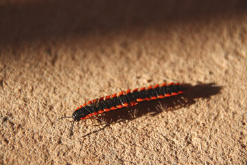  Nannaria or commonly known as twisted-claw millipede 