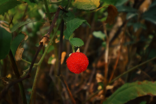 Rubus illecebrosus, commonly known as balloon berry or strawberry raspberry