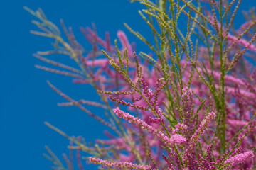 Fototapeta na wymiar Flowering branches of tamarix
