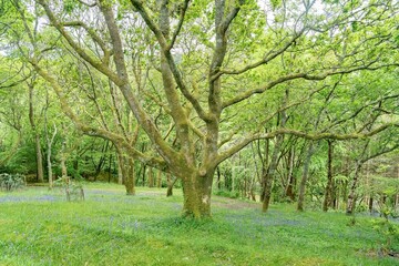 trees in the woodland