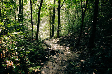 Fototapeta premium Hiking trail in the forest inside Cuc Phuong National Park in Ninh Binh, Vietnam