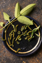 Green caterpillars on a plate
