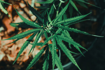 cannabis weed.It is used to treat depression and help to relax the mind. Concept of herbal alternative medicine, cbd oil, pharmaceptical industry cure various diseases.