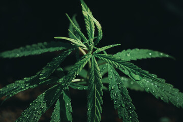 cannabis weed.It is used to treat depression and help to relax the mind. Concept of herbal alternative medicine, cbd oil, pharmaceptical industry cure various diseases.