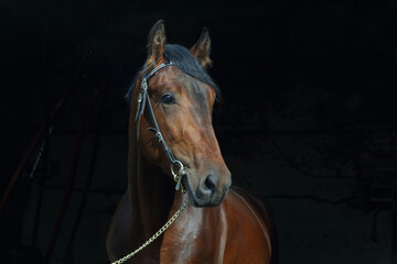Thoroughbrd race horse portrait in dark stable 