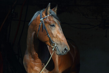 Young race sports horse low key portrait in dark stable 