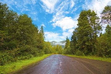 The road passes through dense forest, pine forest and asphalt road, a path through the mountain forest on a sunny summer day. the road passes by beautiful green landscapes. Travel background