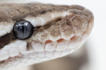 Snake Labial Pit or Snake Heat Sensitive Organ