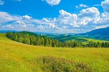 Fototapeta premium View of green mountains and clouds from a lush green meadow with spruces and flowers. The landscape is burning. Carpathians Ukraine