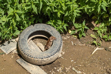 Fototapeta premium A brown rat, Rattus norvegicus, on an old tire.