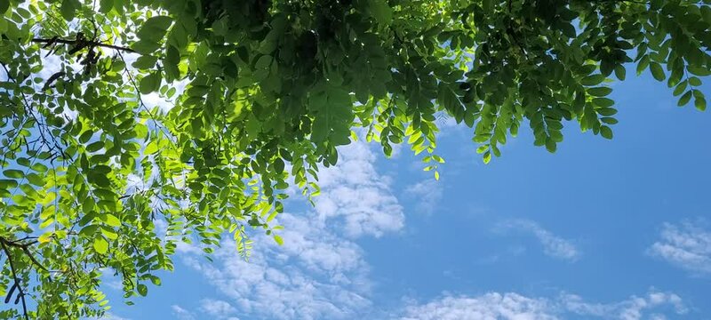 Green leaves of robinia pseudoacacia tree in the sun with blue sky in the background