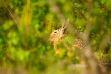 European hare or brown hare hiding in the bushes in an early sunny morning during summer in Tampere, Finland.