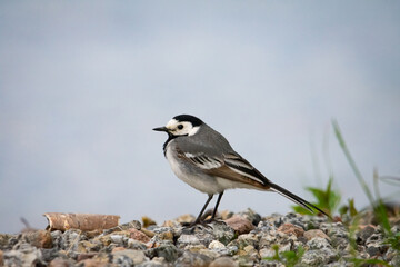 Close up of a white wagtail standing on a rocky open space near a lake in Tampere, Finland showing its gray, black and white colors. Latvia's national bird.