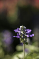 Obraz premium Mealycup Sage . Frontal close up