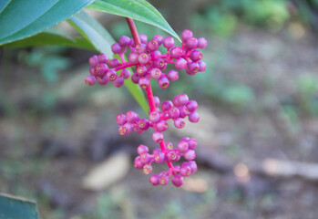 close up of Parijoto fruit with purple color