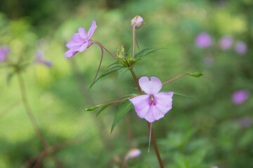Impatiens flower with beautiful purple color