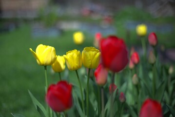 Tulips in the spring garden