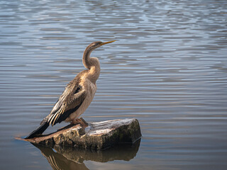 Darter Neck Twisted
