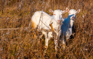 Goat eating withered grass, Livestock on a pasture. White goats. Cattle on a village farm. Cattle on a village farm.