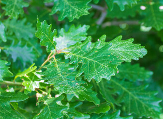 dechromation of oak leaves is yellowing or browning caused by pests, nutritional disorders, fungal diseases and genetic factors.